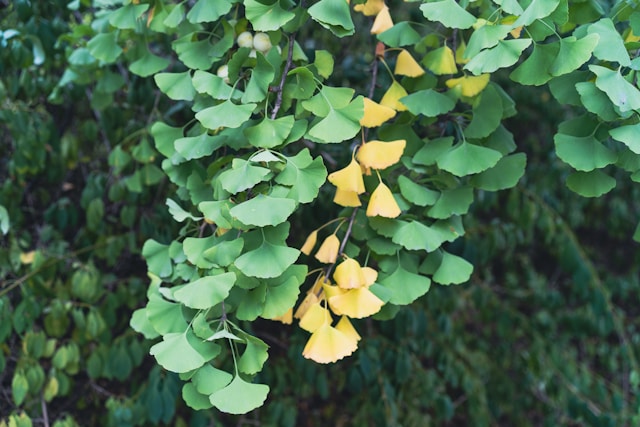 Ginkgo biloba